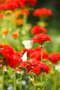 Butterfly Limonite, common brimstone, Gonepteryx rhamni on the Lychnis chalcedonica blooming plant outdoors