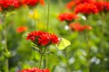 Butterfly Limonite, common brimstone, Gonepteryx rhamni on the Lychnis chalcedonica blooming plant outdoors