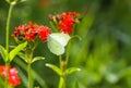 Butterfly Limonite, common brimstone, Gonepteryx rhamni on the Lychnis chalcedonica blooming plant outdoors