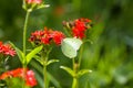 Butterfly Limonite, common brimstone, Gonepteryx rhamni on the Lychnis chalcedonica blooming plant outdoors