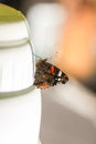 Butterfly Aglais Urticae