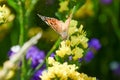 Butterfly on yellow Limonium flower, sea-lavender