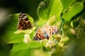 butterfly on linden blossom. butterfly invasion. A closeup of single invasive species plant Nymphalis xanthomelas in Ukraine Royalty Free Stock Photo