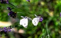 Butterfly little cabbage white