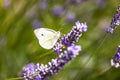 Butterfly little cabbage white