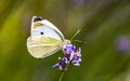 Butterfly little cabbage white