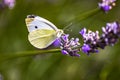 Butterfly little cabbage White