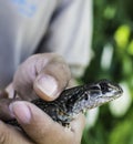 Butterfly Lizard Leiolepis belliana in hand in Thailand