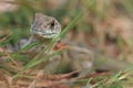 Butterfly lizards, Small-scaled lizards, Ground lizards, Butterfly agamas Royalty Free Stock Photo