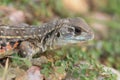 Butterfly lizards, Small-scaled lizards, Ground lizards, Butterfly agamas Royalty Free Stock Photo
