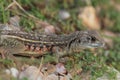 Butterfly lizards, Small-scaled lizards, Ground lizards, Butterfly agamas Royalty Free Stock Photo