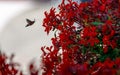 Butterfly looking for lunch at a very fresh red blossom plant on balcony Royalty Free Stock Photo