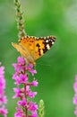 Butterfly on loosestrife