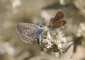 Butterfly love Royalty Free Stock Photo