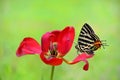 Butterfly love flower