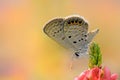 Butterfly love flower