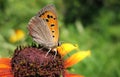 Butterfly Lycaena (Heodes) virgaureae on flower ru Royalty Free Stock Photo