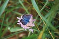 Butterfly Lycaenidae blue sitting on Knautia arvensis flower hidden by grass