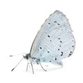 Butterfly (Lycaenidae) isolated on white Royalty Free Stock Photo
