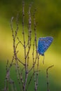 Butterfly Lycaenidae sitting on a plant Royalty Free Stock Photo