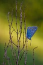 Butterfly Lycaenidae sitting on a plant