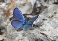 Butterfly Lycaenidae on a stone Royalty Free Stock Photo