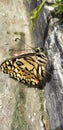 butterfly macan beautiful