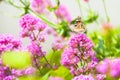 Butterfly machaon gently resting on a pink flower