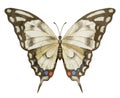 Butterfly Machaon on white isolated background. Watercolor illustration of insect with brown Wings. Hand drawn clip art