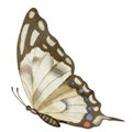 Butterfly Machaon on white isolated background. Watercolor illustration of insect with brown Wings. Hand drawn clip art