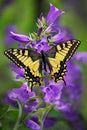 Butterfly Machaon or yellow swallowtail on a cluster of bellflower