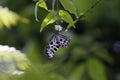 Butterfly macro