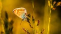 Butterfly poleommatus icarus Royalty Free Stock Photo