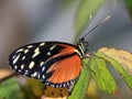 Butterfly macro q Royalty Free Stock Photo