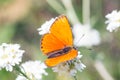 Butterfly macro