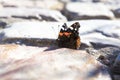 Butterfly sitting on a pavement rock Royalty Free Stock Photo