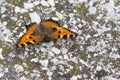 Butterfly sitting on a pavement rock Royalty Free Stock Photo