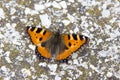 Butterfly sitting on a pavement rock Royalty Free Stock Photo