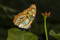 Butterfly macro shot Royalty Free Stock Photo