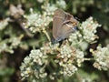 butterfly macro shot in nature Royalty Free Stock Photo