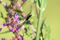 Butterfly macro