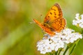 Butterfly macro