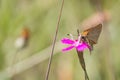 Butterfly macro