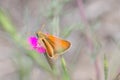 Butterfly macro