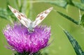 Butterfly macro