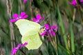 Butterfly macro