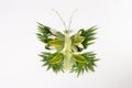 butterfly made from leaves, easy nature craft for kids