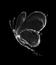 Butterfly made of water splashes isolated on black background Royalty Free Stock Photo