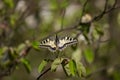 Butterfly mahaon closeup. Royalty Free Stock Photo