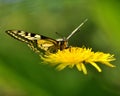 Butterfly Mahaon. Papilio machaon 3 Royalty Free Stock Photo